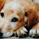 Accidental poisoning in dogs – it could be a matter of taste