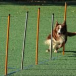 Engineering Goes to the Dogs: Meet the Canine Helping UTD Students Clear Project Hurdles