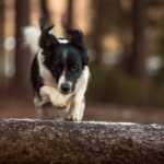 Dog owners take more risks, cat owners are more cautious – new research examines how people conform to their pets’ stereotypical traits