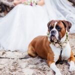 Bridesmaids Carry Shelter Dogs Instead Of Bouquets To Help Them Find A Forever Home