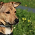 France bans ‘training’ dog collars that cause pain to animals