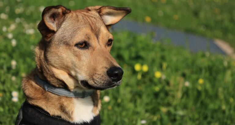 A dog is wearing a collar outside