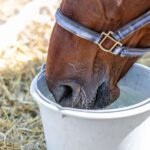 A horse is drinking from a bucket of water