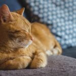 Are Cats Actually Easy Pets?