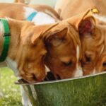 Puppy preparedness: Setting your pup up with the best start