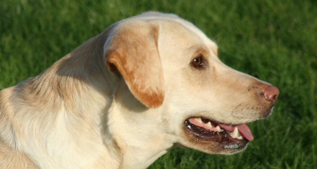 A Labrador retriever is panting outside