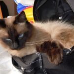 TSA: Too many travelers leaving pets in carry-ons to be X-rayed