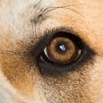 5 Foods That Will Maintain Your Dog’s Eyesight