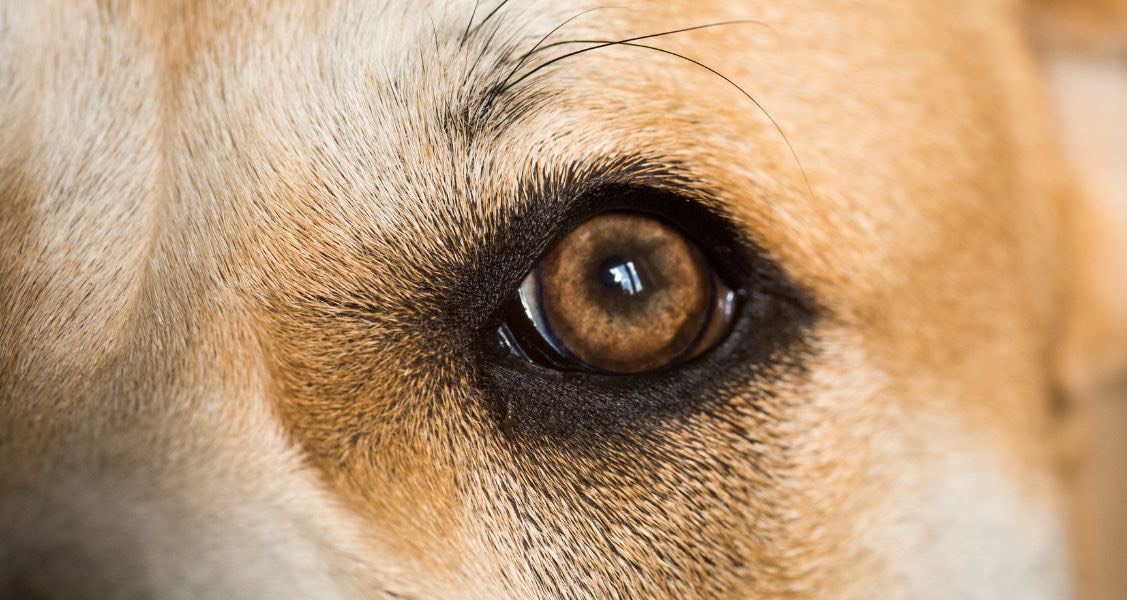 5 Foods That Will Maintain Your Dog s Eyesight Healthcare For Pets