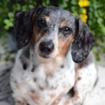 Size, Sex and Breed May Predict Dogs’ Cancer Diagnosis