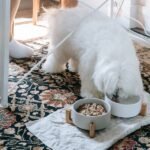 Non-processed meat-based early diet reduces risk of dog digestive issues later in life