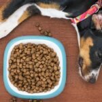 Dog Cancer Diet: Food Recommendations and Feeding Tips