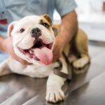 Canine Care: Reasons To Take Your Dog to the Vet