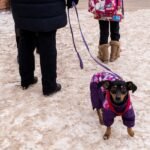 Pet owners warned about de-icing impacts, ice-related injuries