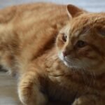 Staph felis From a Cat to Its Owner