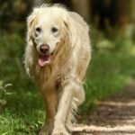 Study Shows the Importance of Wellness Testing for Pets of All Ages