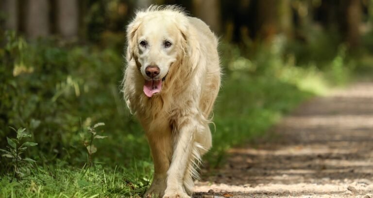 A golden retriever is walking on a gravel trail