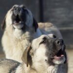 Study finds which dogs are more likely to reply to wolf howls