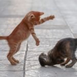 Feline uncertain? Cats do give clues if the fur’s about to fly, study finds