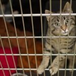 Why economic hardship is keeping more animals in shelters