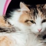 SDMA testing key to better kidney diagnoses