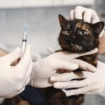 ‘We want to be here for people’: A roving veterinary clinic aims to keep pets healthy across San Diego