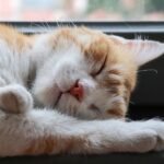 Dr. Dolittle, meet AI: new model identifies pain in cats