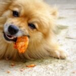 A dog is eating an item off the floor