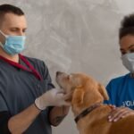 If Your Dog Or Cat Smells Like This, It’s Time To See A Vet