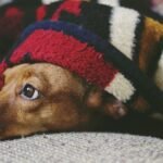 What do dogs dream about? Here’s what to know about your pet’s sleepy state.