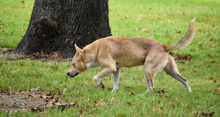 A dog is sniffing green grass outside