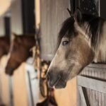 P.E.I. horse owners on high alert amid potential spread of strangles