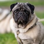 Moonpig to stop selling cards with pugs over animal welfare concerns