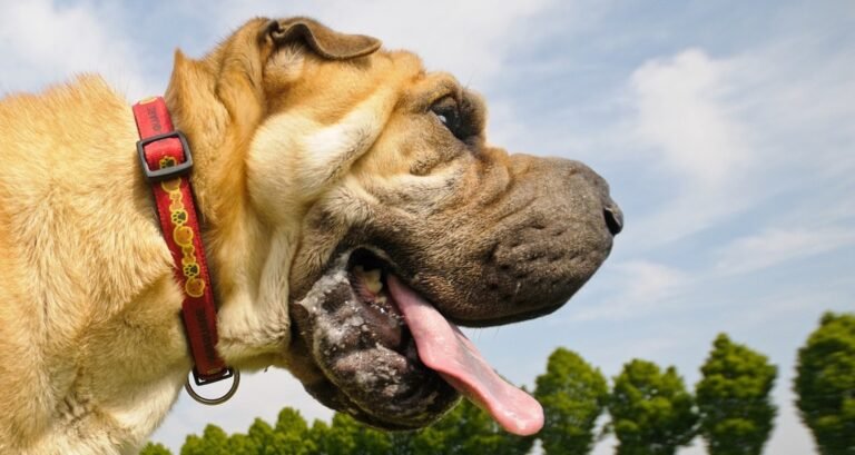 A shar pei is drooling outside