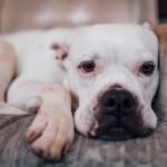 Michigan State University veterinarians searching for cause of parvovirus outbreak