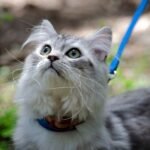 Do cats enjoy taking walks on leashes? Here’s what you need to know
