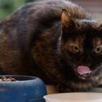 A cat is eating and drinking by a window