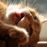 A cat is lying on their side with their mouth open