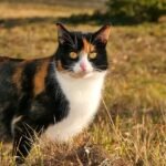 H5N1 Avian Flu in Cats