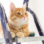 A cat is sitting on a ladder