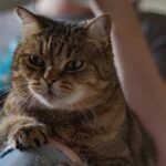 A cat is sitting on an owners lap