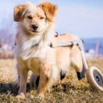 A disabled dog is using a wheelchair outside