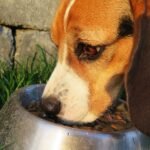 Expert Offers Tips to Feeding Your Dog a Nutritious Diet