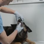 Meet a vet passionate about pet dental procedures