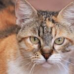 Targeting care for senior cats and their caretakers