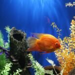 An orange fish is swimming in an aquarium