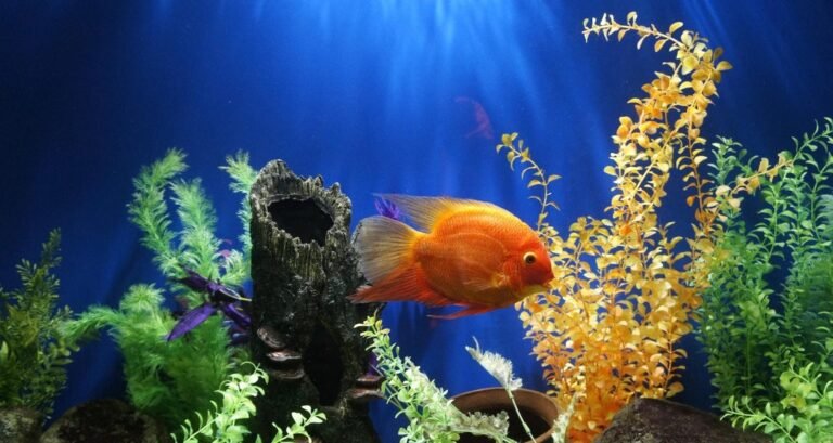 An orange fish is swimming in an aquarium