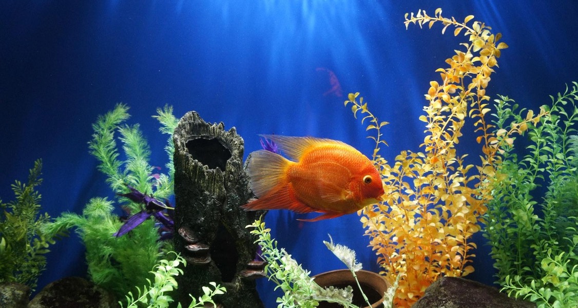 How to create a suitable Tropical Fish Tank Aquarium Set Up