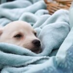 A puppy is sleeping on a blue blanket