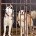 The next wave of animal sheltering is here